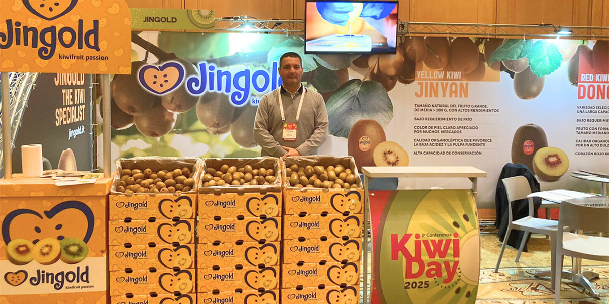 Jingold protagonista al Kiwi Day cileno